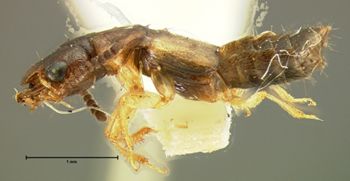 Media type: image;   Entomology 6555 Aspect: habitus lateral view